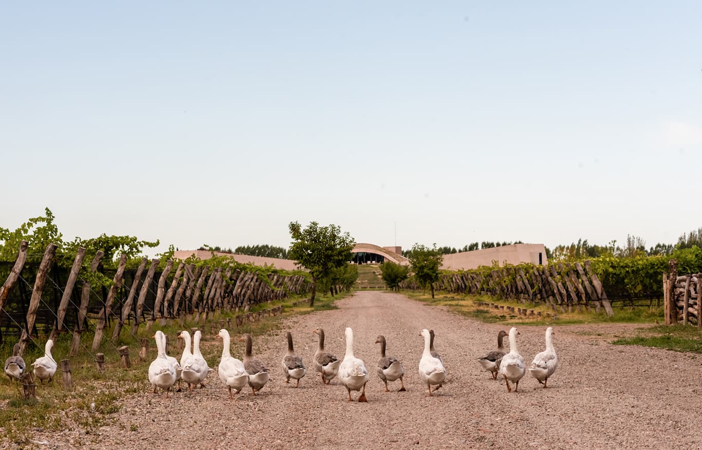 Imagen de patos